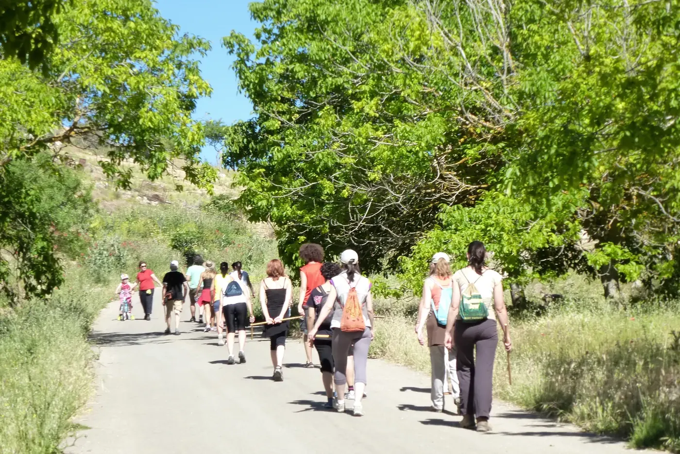 Meditación caminada entre los árboles.