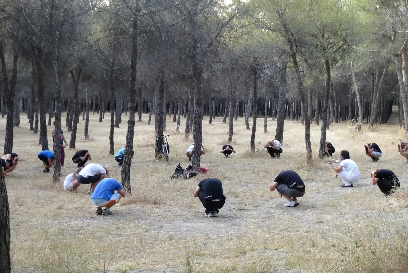 Movimiento Zen en el pinar, al amanecer.